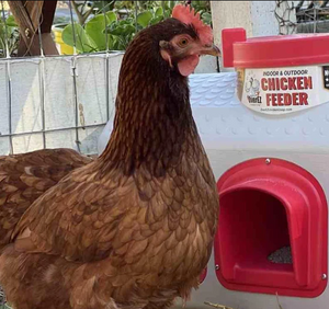 Chicken Coop Accessories