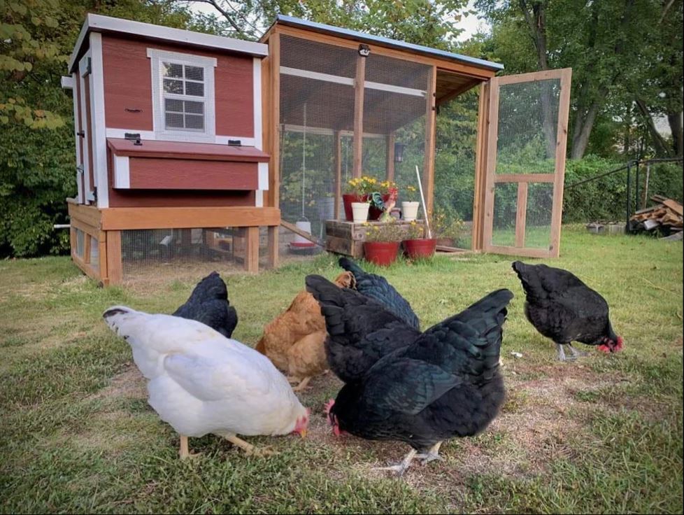 Medium Chicken Coop Kit