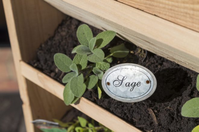 Sage planted in vertical planter.